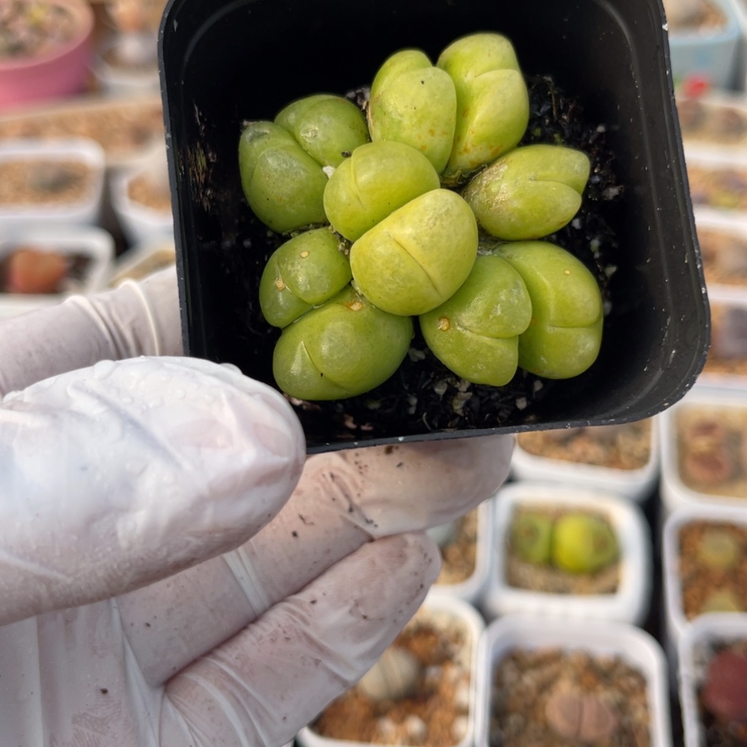 多肉植物一物一拍2