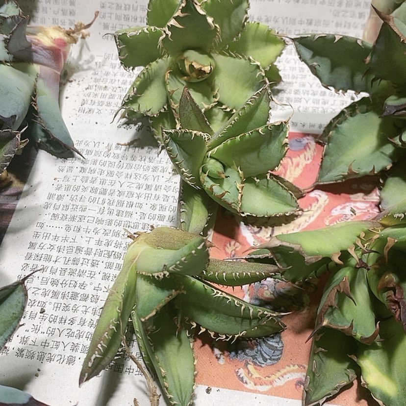 【闪购商品】蕾丝龙舌兰