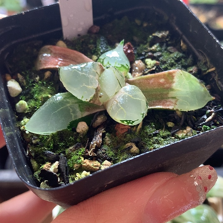 48号冰皇寿带盆土