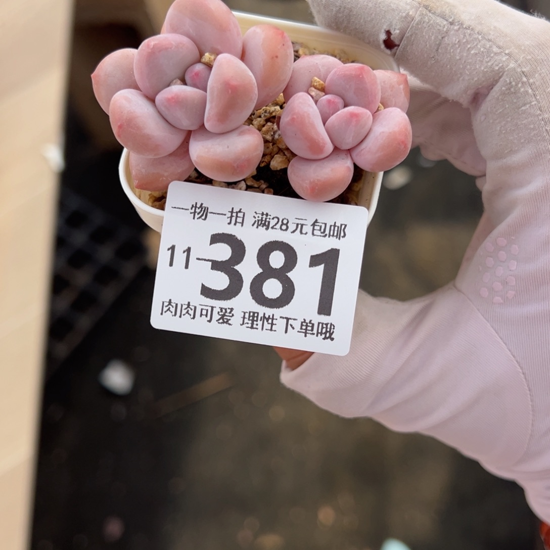 香水奶多肉多肉多肉多肉多肉