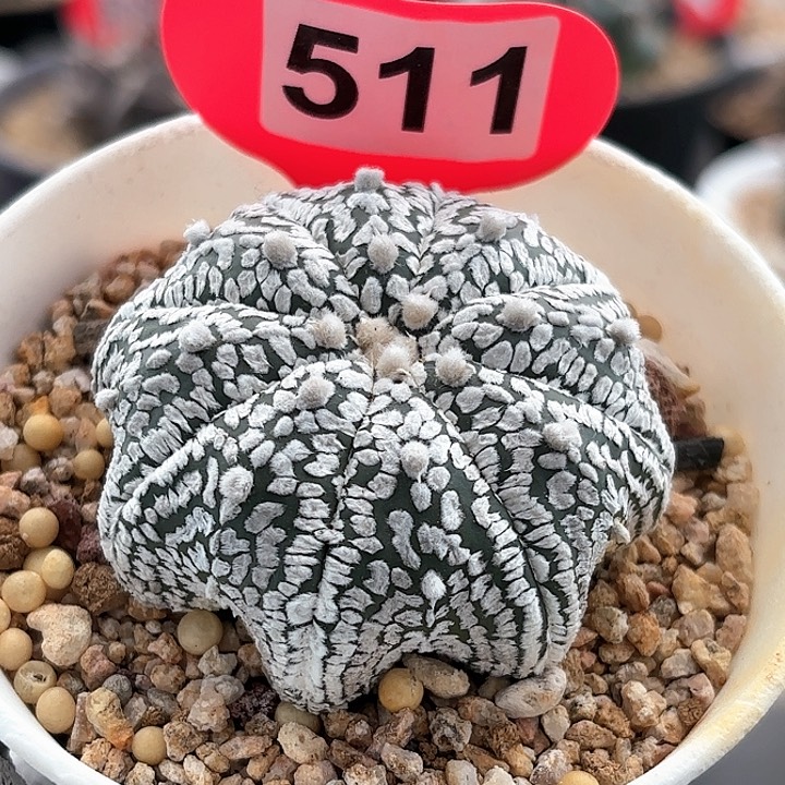 仙人球实生海星兜