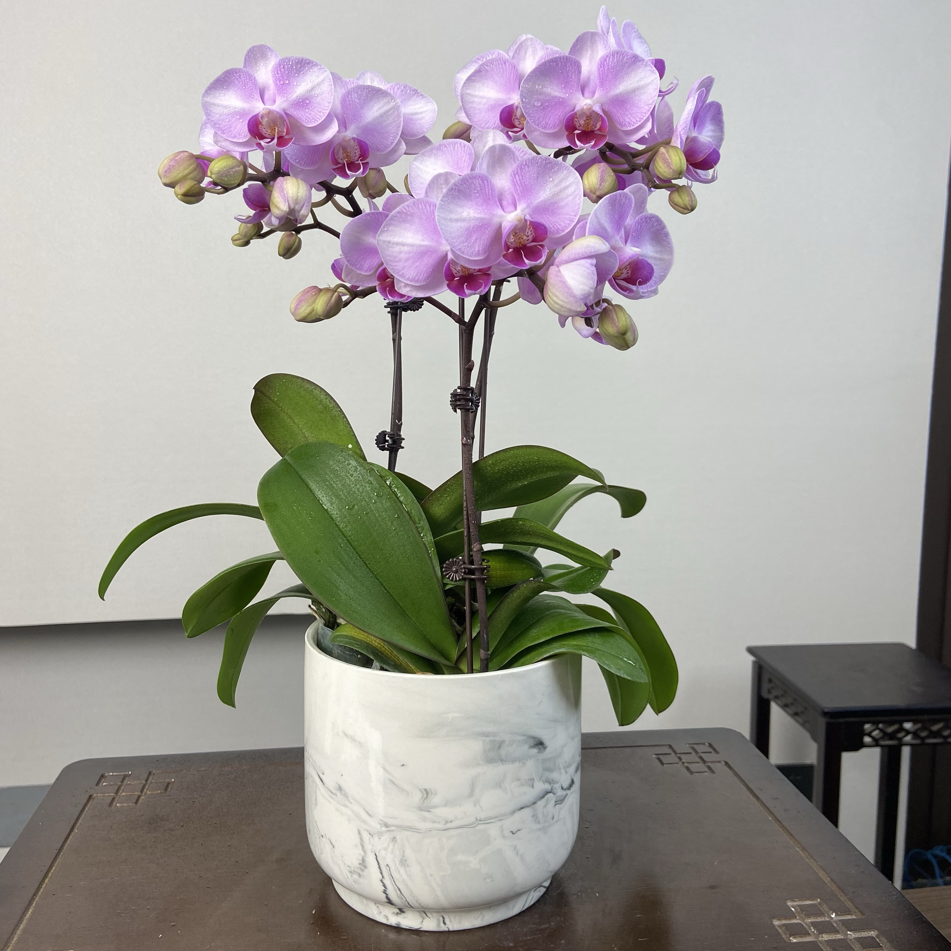 【初恋】蝴蝶兰盆栽室内种植观赏花卉全花开花株发货四季（顺丰包邮）