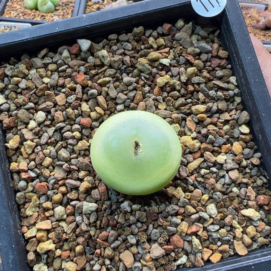 117多肉单头优选母本拉登一棵2.4特