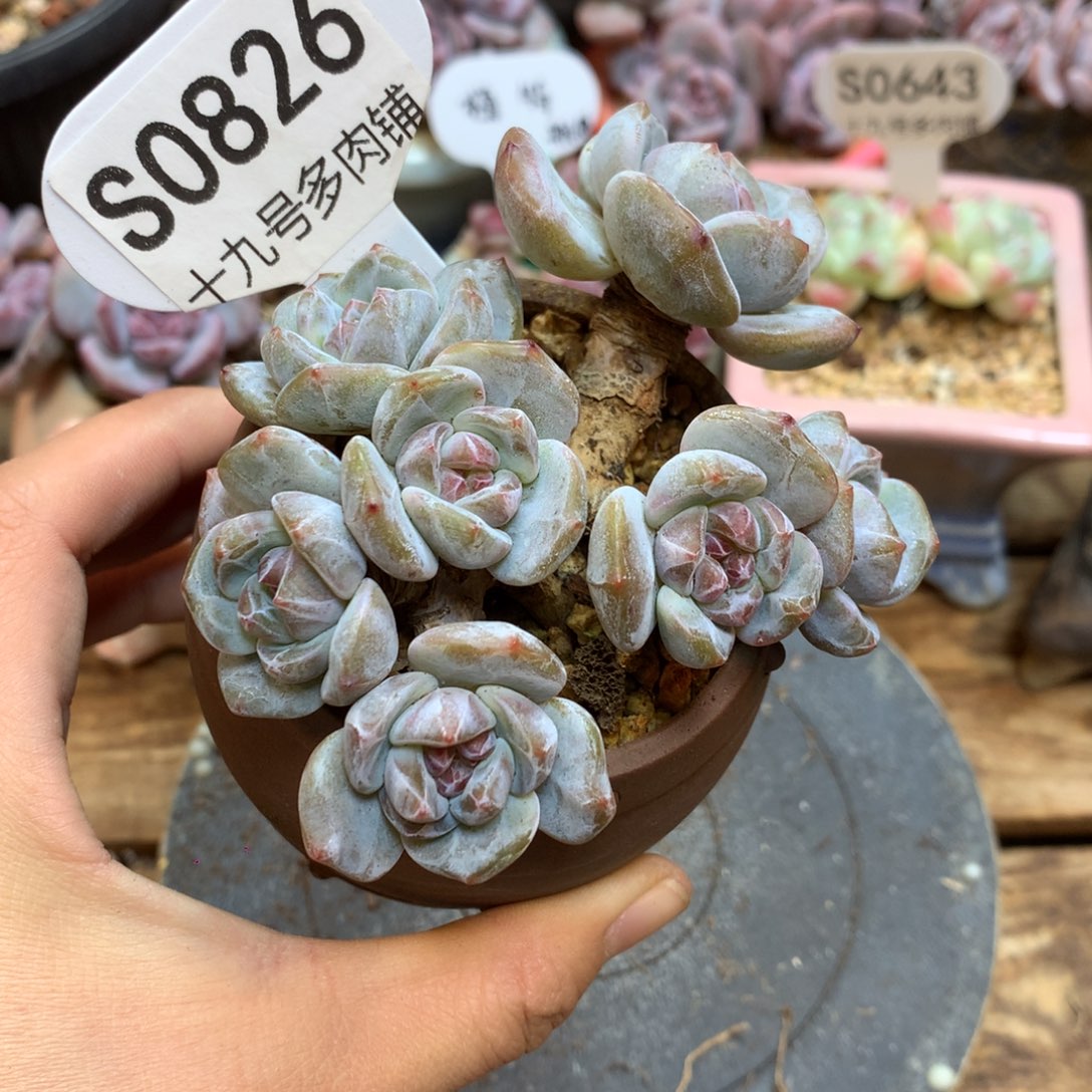 S0826 星影小树 老桩 8.5cm