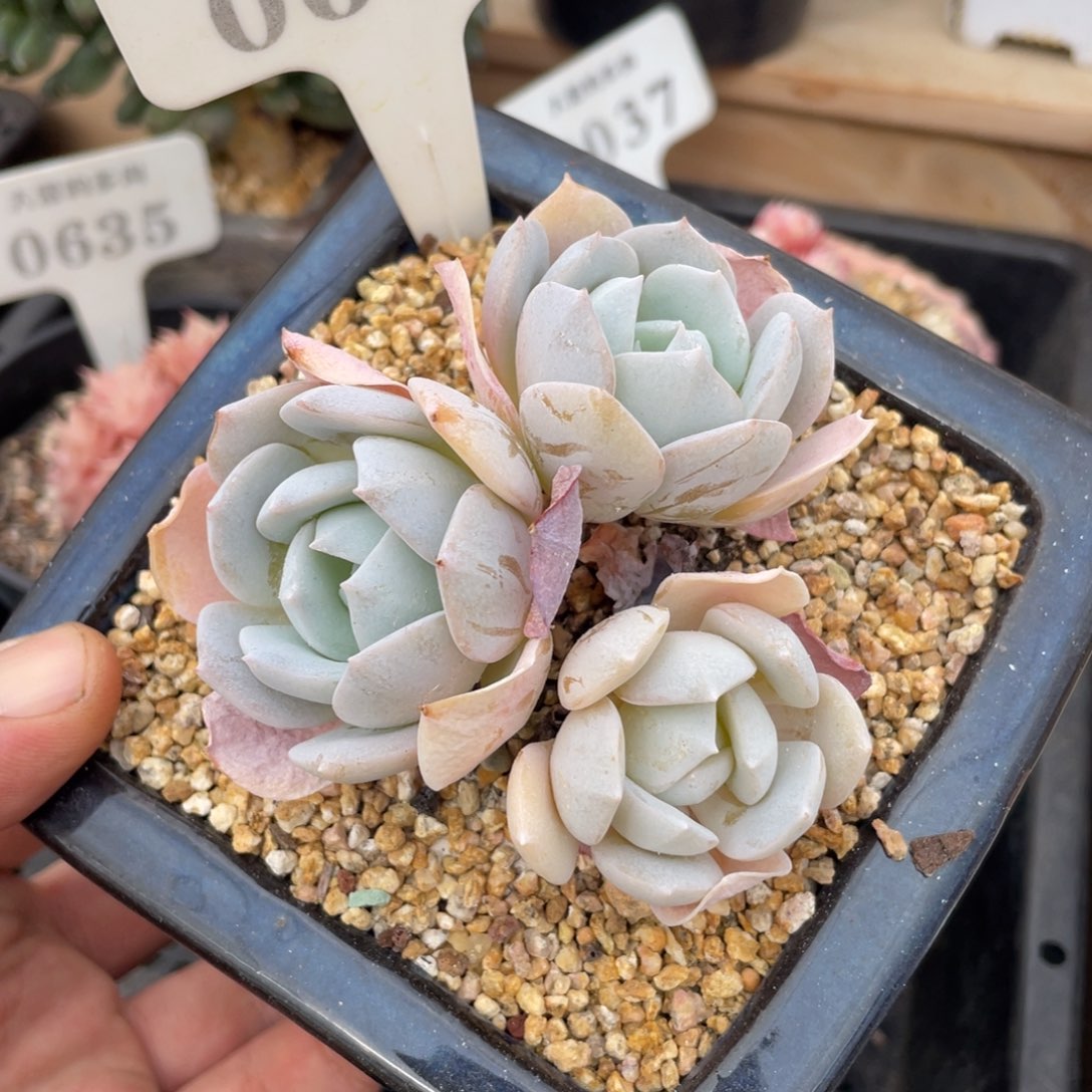 0667白茶不带盆7厘米