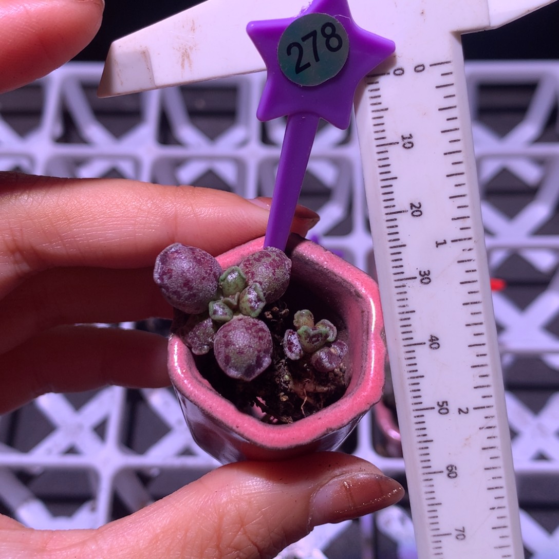  278 海豹锦 精品韩国奶酪多肉