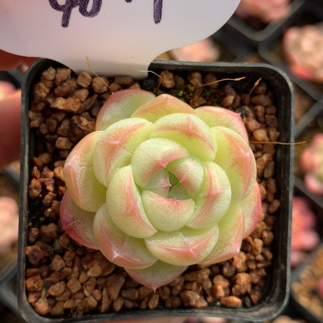 油透珍妮单头4847