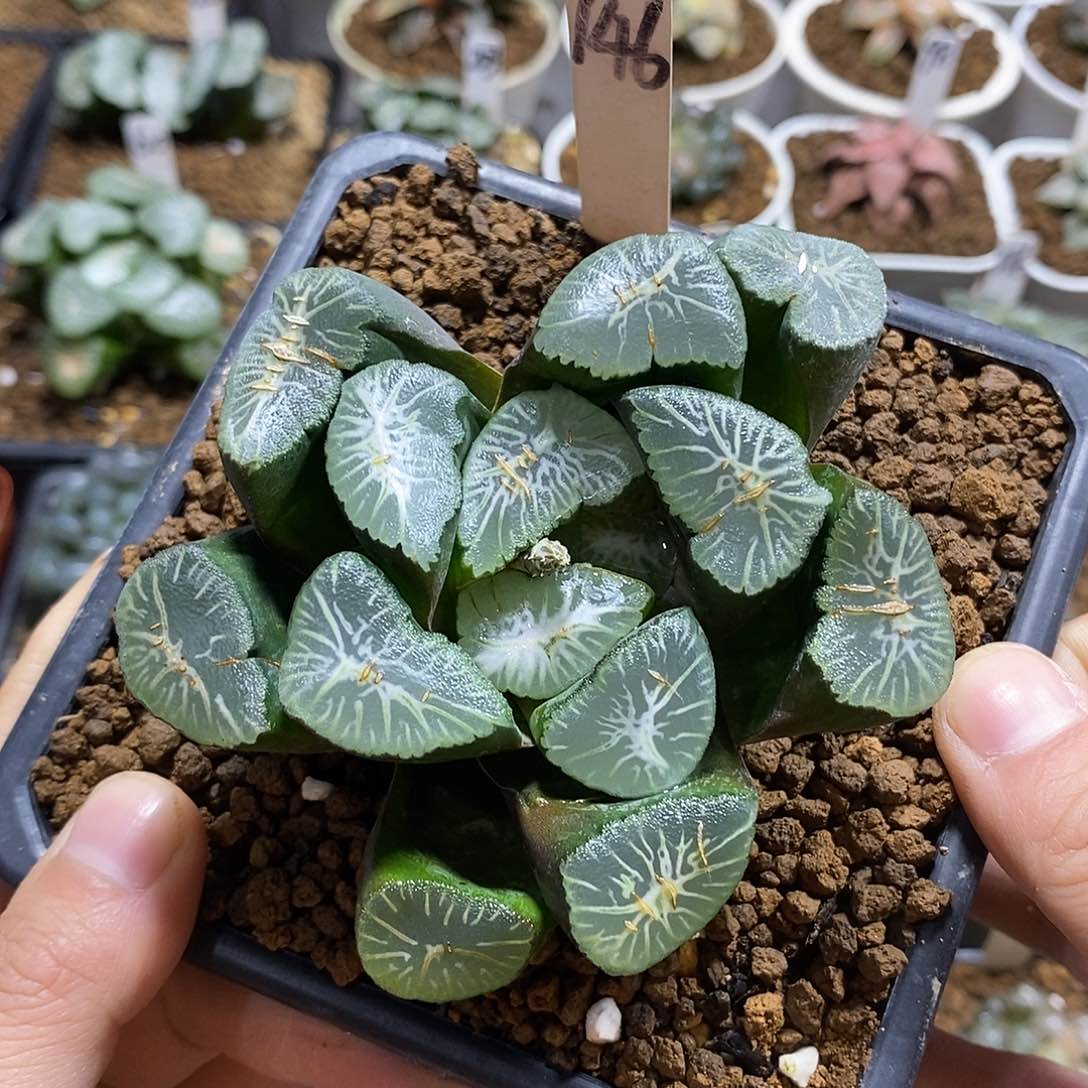 146雪国万象十二多肉