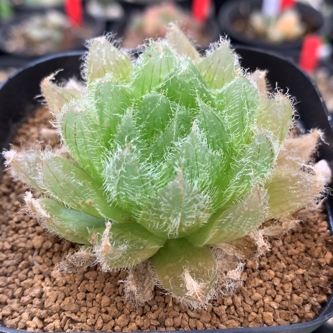 实生原史种，带盆发货