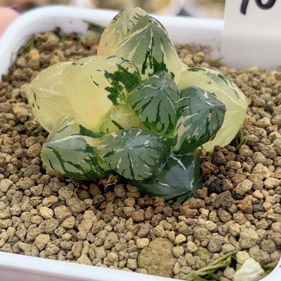 10大窗OH玉露锦福利专场