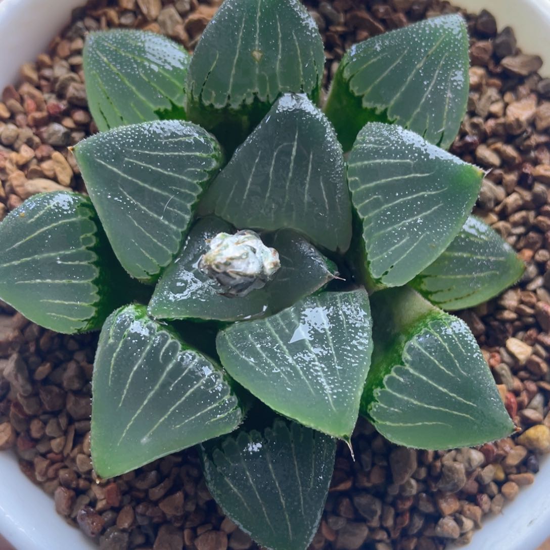 10.十二卷多肉实生背窗克。