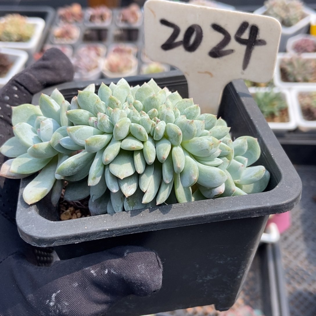 2024星影缀多肉植物保护