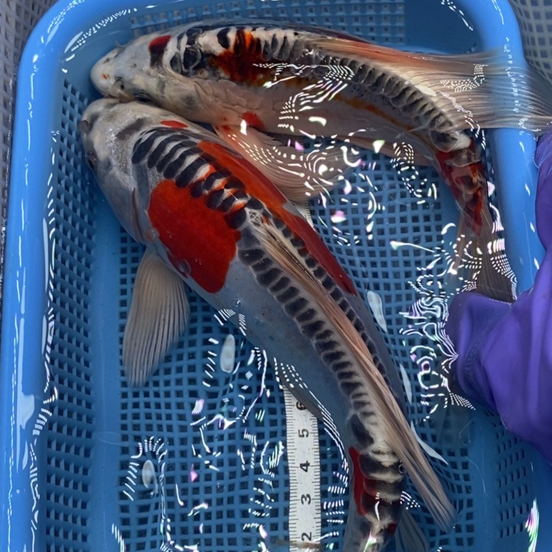 锦鲤冷水锦鲤包邮