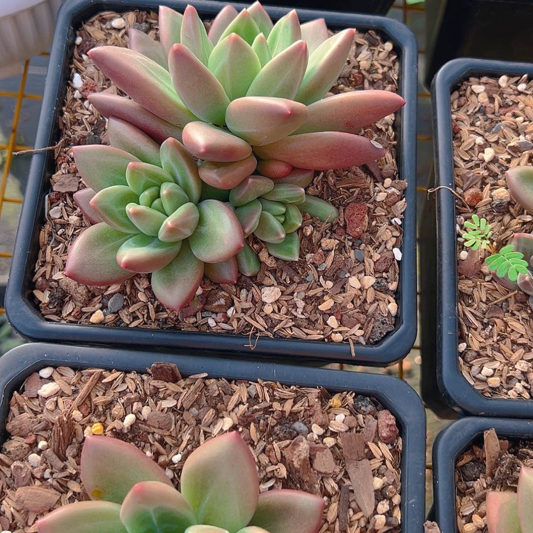 精品多肉迷雾泡泡，十月份发货三头