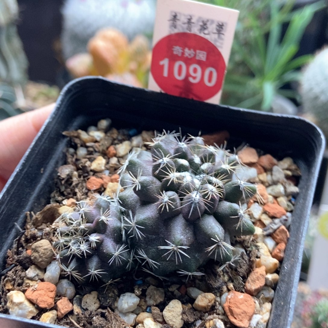 实生双头鱼鳞丸4.8cm