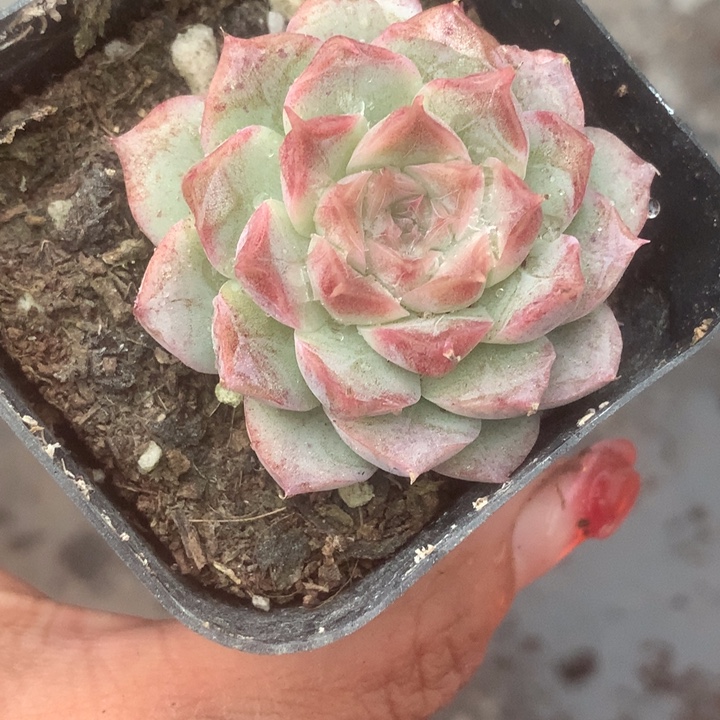 桃熏女王。（满9.99包邮不满9.99发叶子）