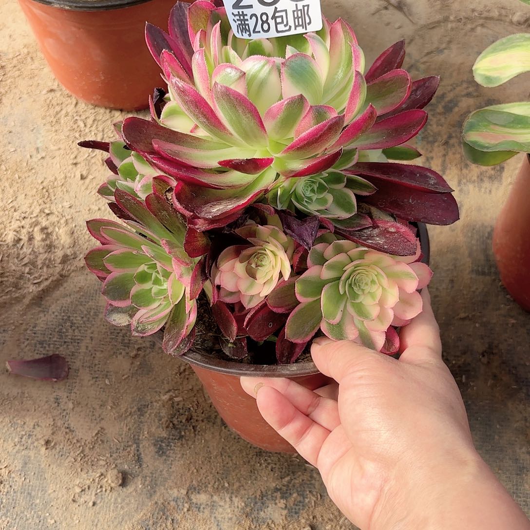 K. 236海王多肉111111