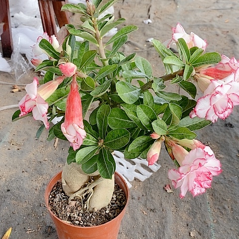 【闪购商品】无花朵闲**记