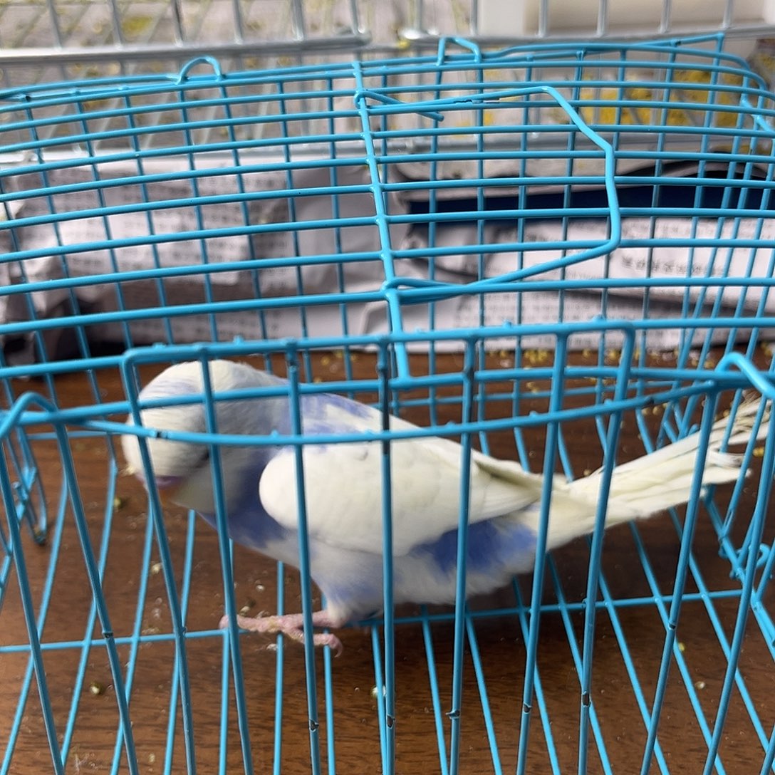 虎皮鹦鹉金彩鹦鹉