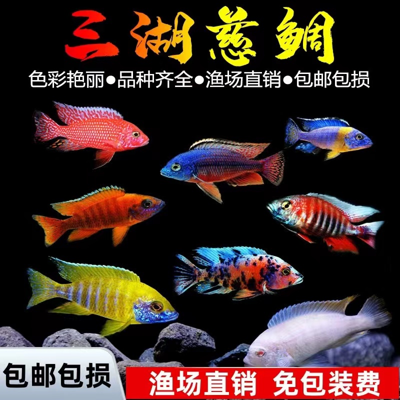 三湖慈鲷特价专拍