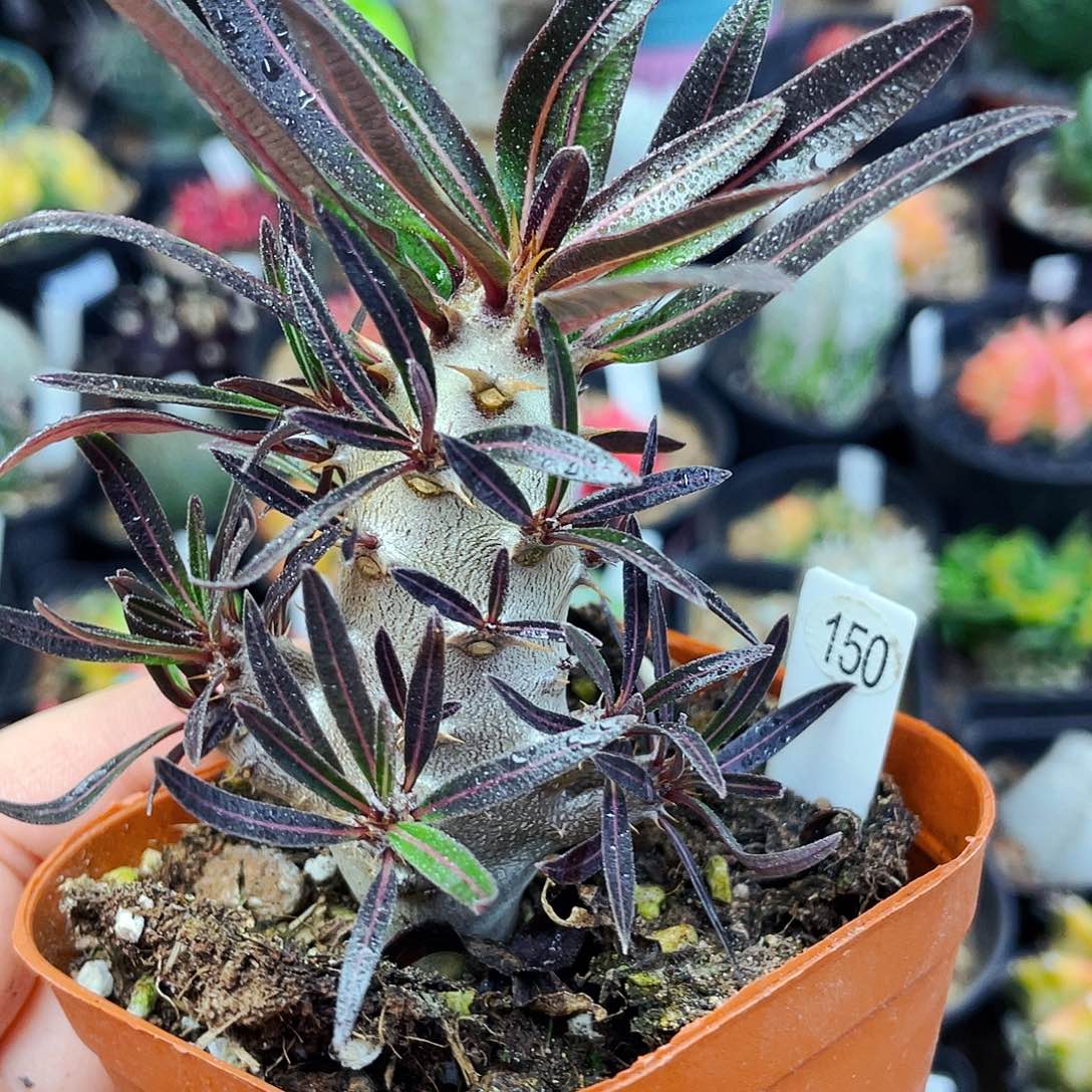 非偏远地区满25包邮仙人球