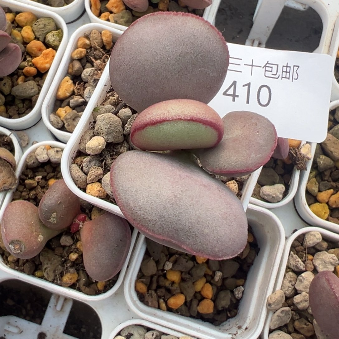 410红蛋一颗好看实生