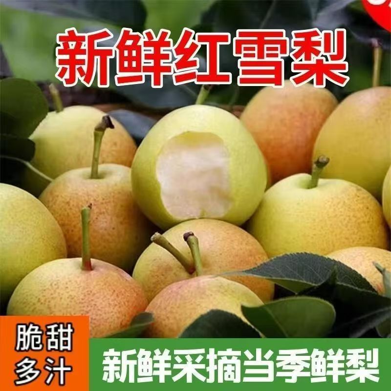 云南大理苍山红雪梨红酥脆多汁口感丰富新鲜水果