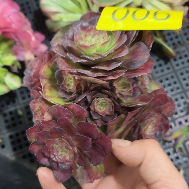 多肉植物福利活动006