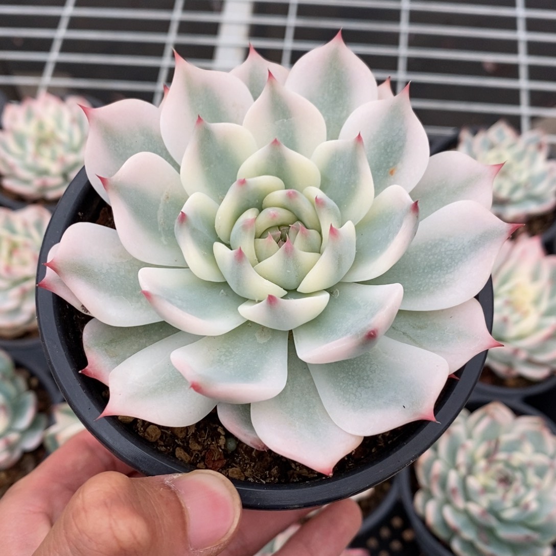 吉娃娃锦多肉植物564号