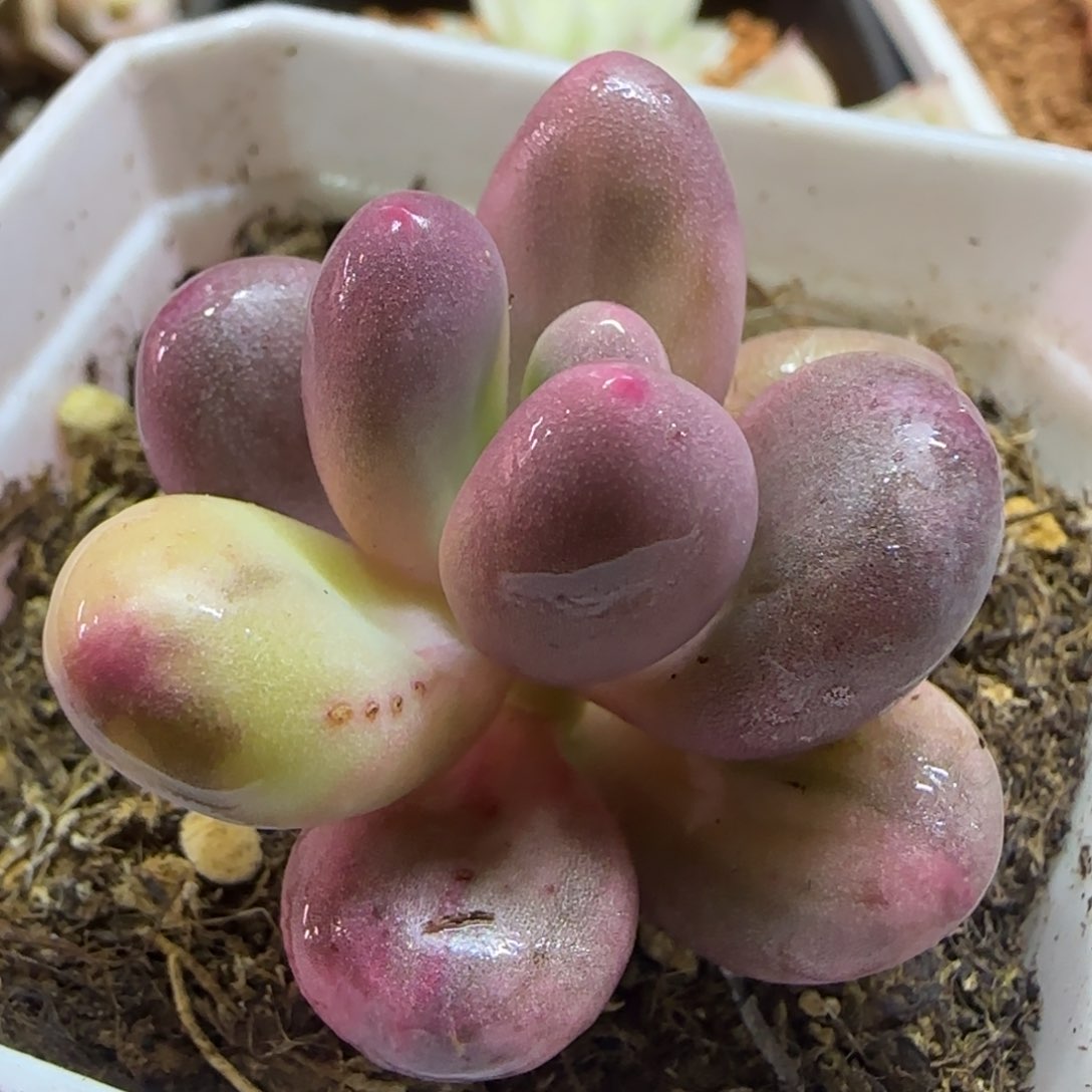 紫皮大叶奶酪锦 多肉