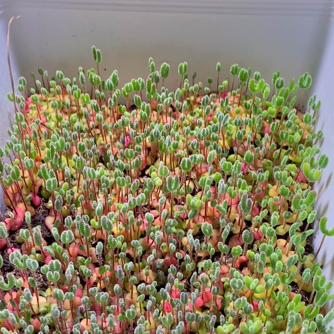 枝干番杏播种盘312