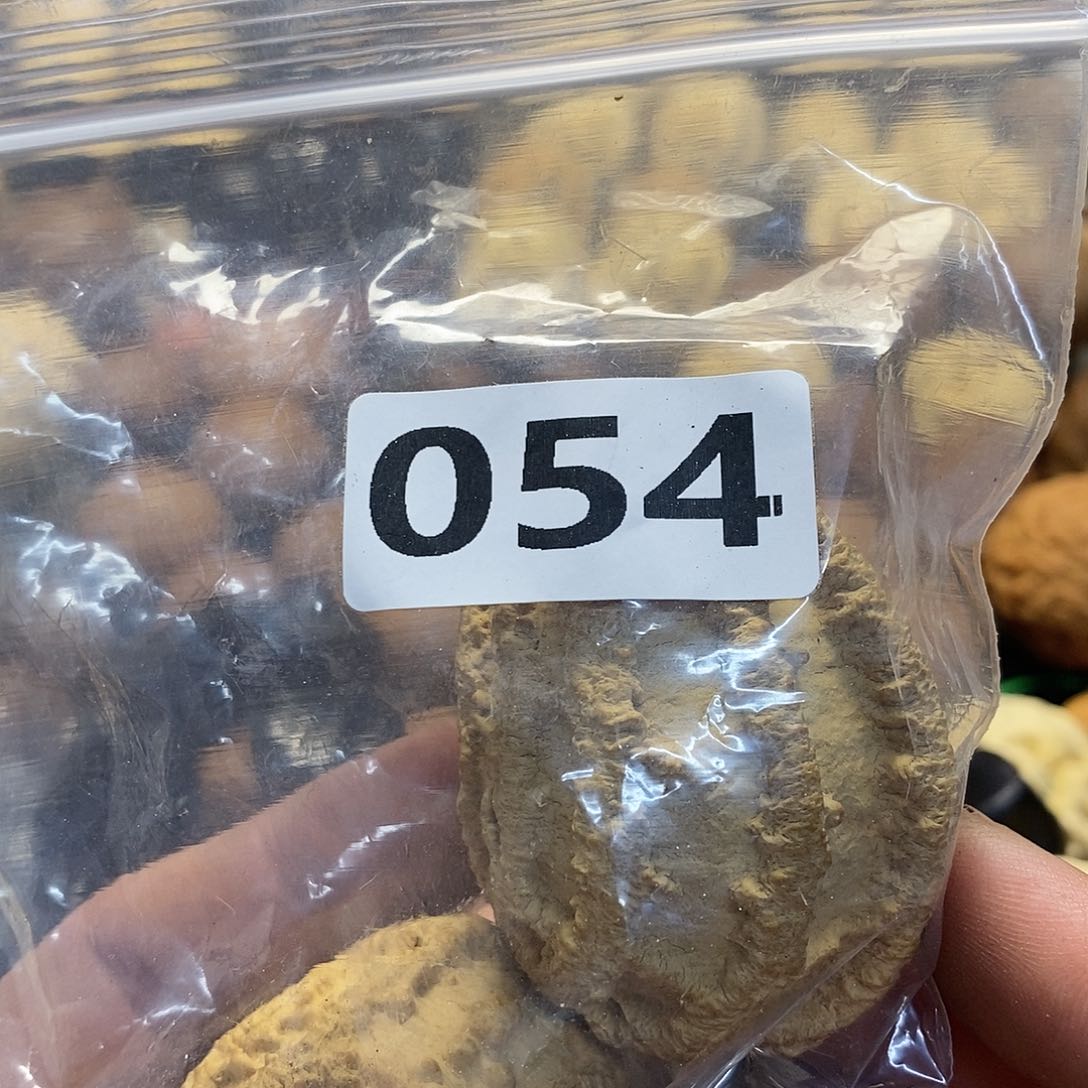柏香籽/百香籽吊坠大*宙文化交流