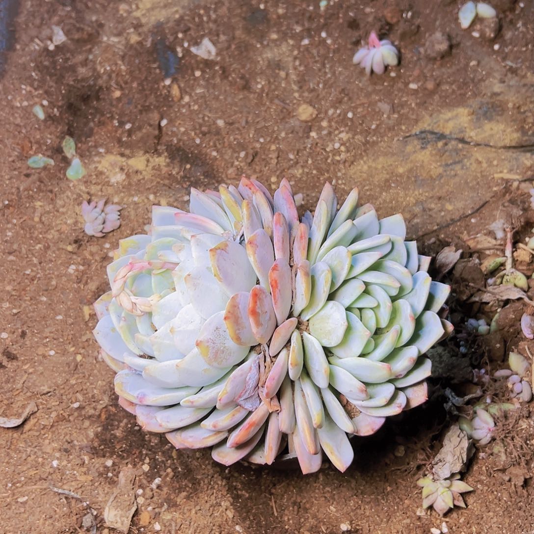 橙梦露一个双头起一个