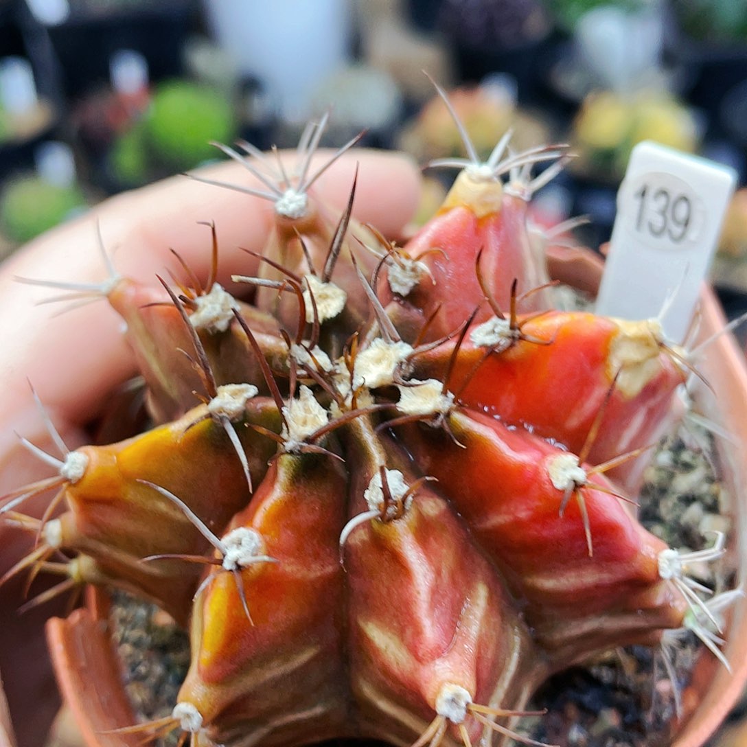 母本瑕疵非偏远地区满25裸根发货仙人球