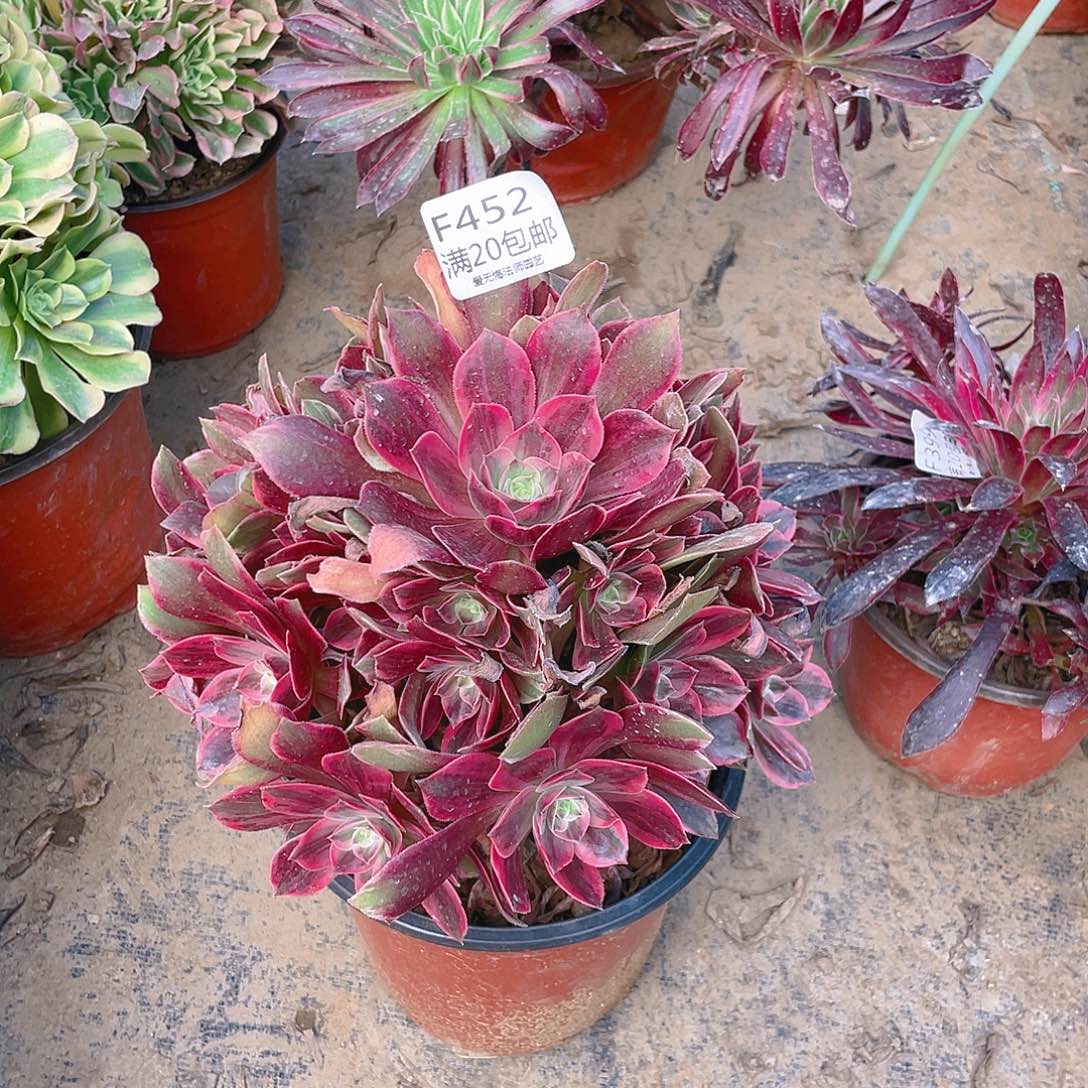 452浣纱多肉法师