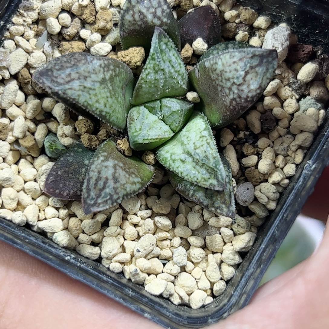 实生寿十二卷多肉植物满