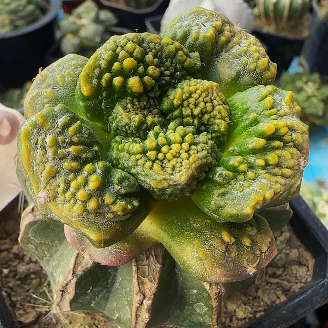 大尤哥斯拉锦459