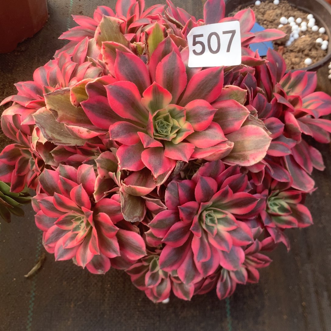 507女妖多多多肉植物