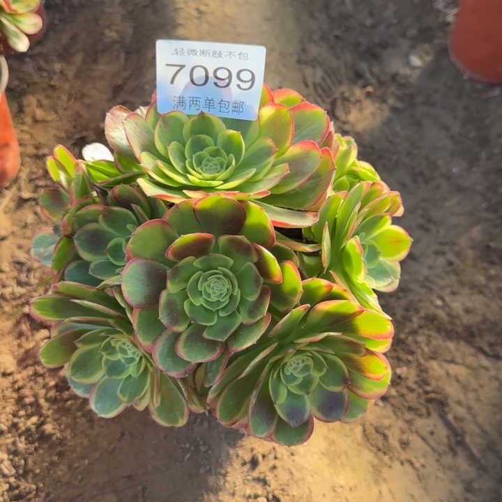 7099奶白多肉植是