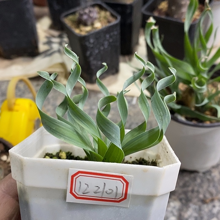 小***园完美主义者勿拍弹簧草122101