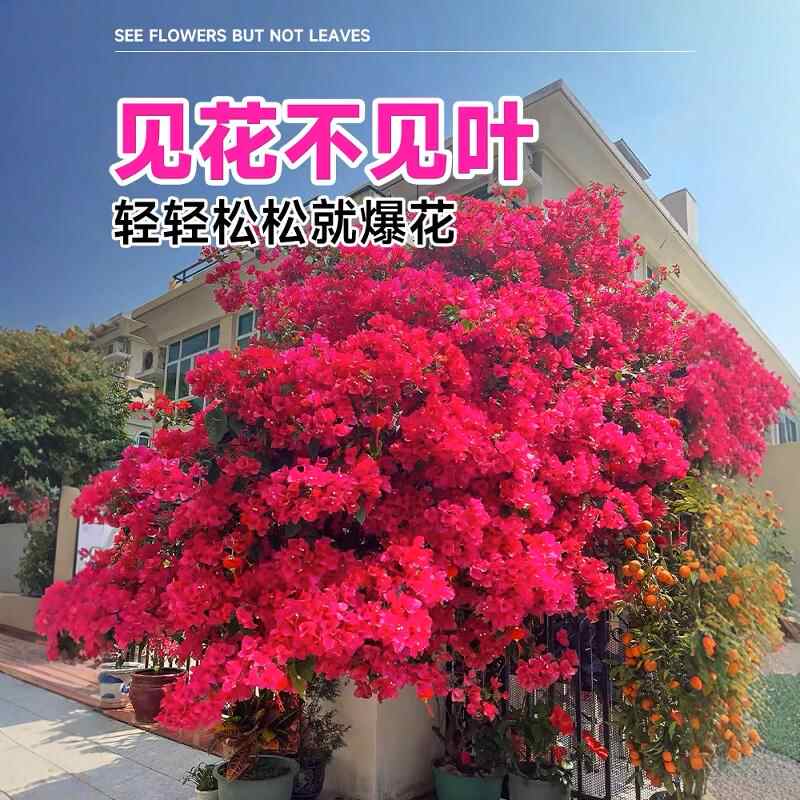  B中国红三角梅花苗（修剪发货 运输掉花掉叶介意慎拍） 