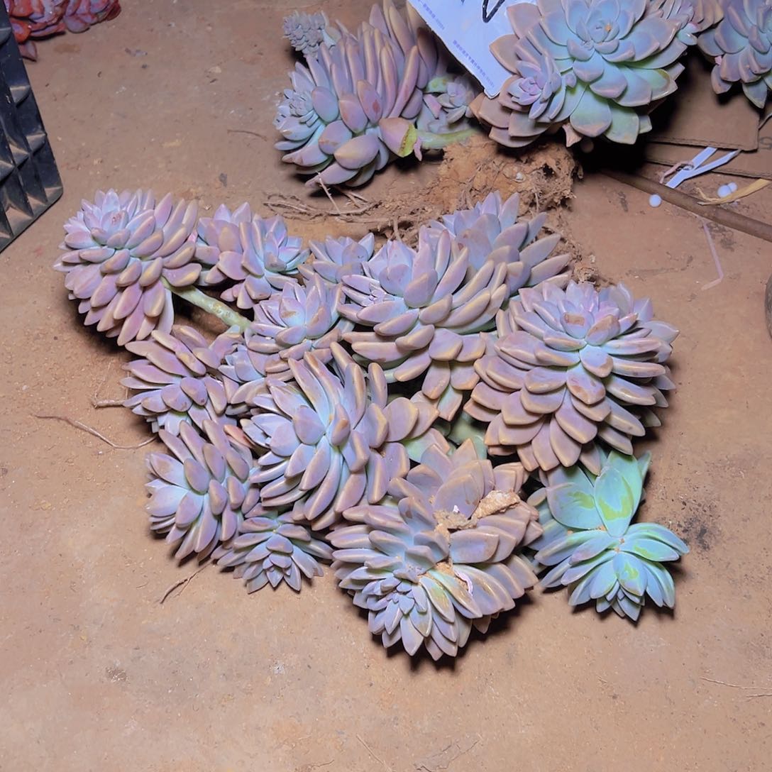 小*子淡雪多肉 轻微断枝不售后