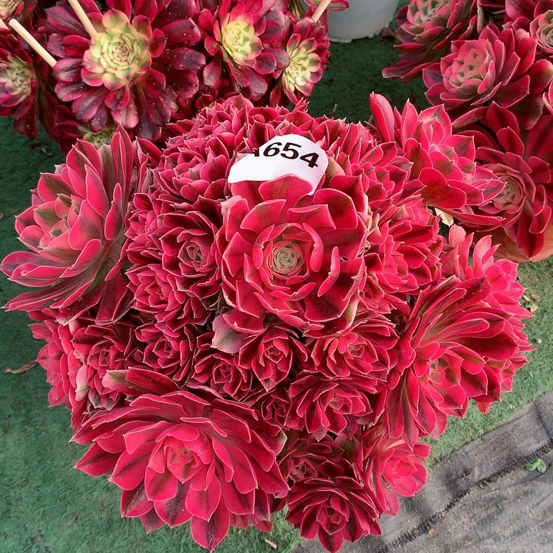 粉女巫多肉植物654