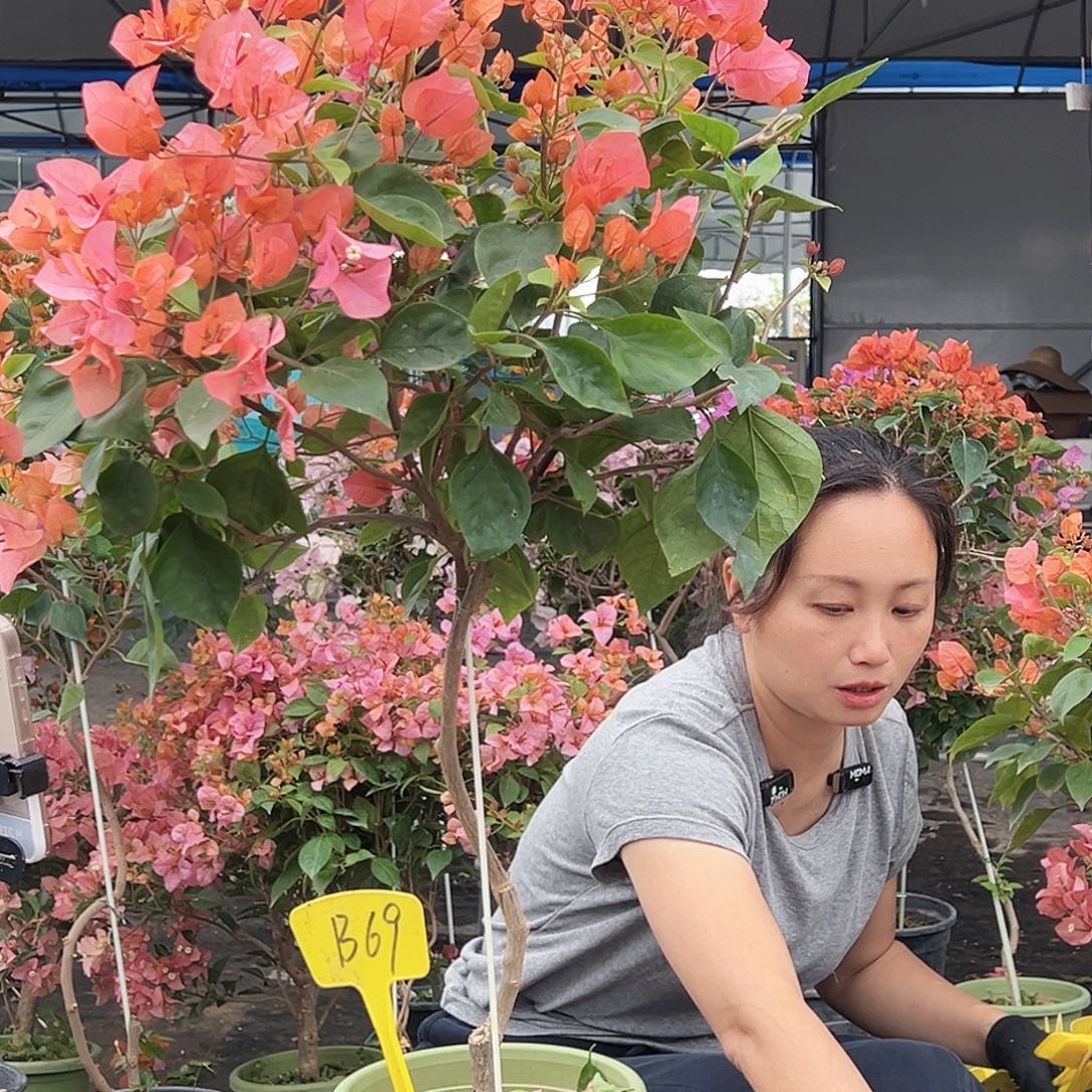 微***笑大部分花苞少量开放B69波妹