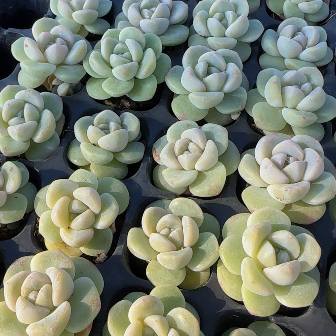 20颗一组琥珀冰玉小嫩苗单头