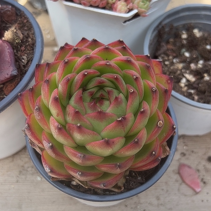 阎良石多肉植物。。