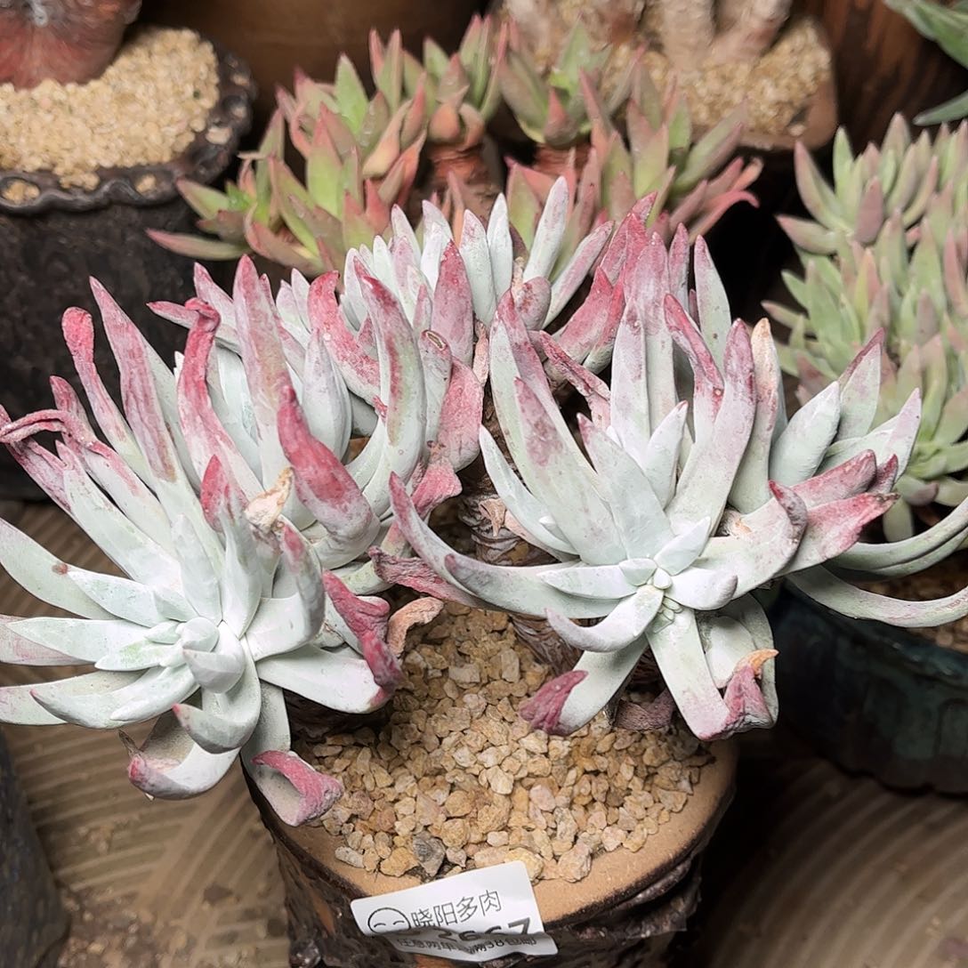 2667除霜苹果叶多肉