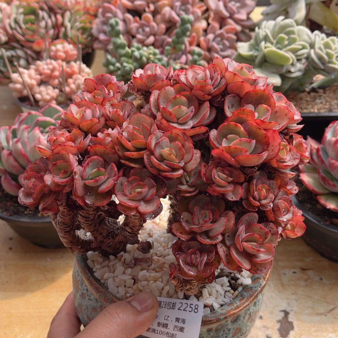 【闪购商品】2258秀妍