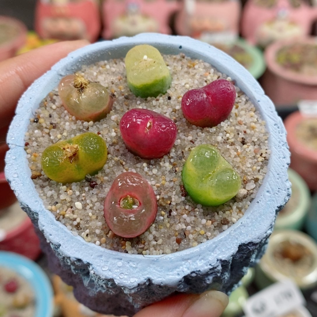 生石花花花花花花172号