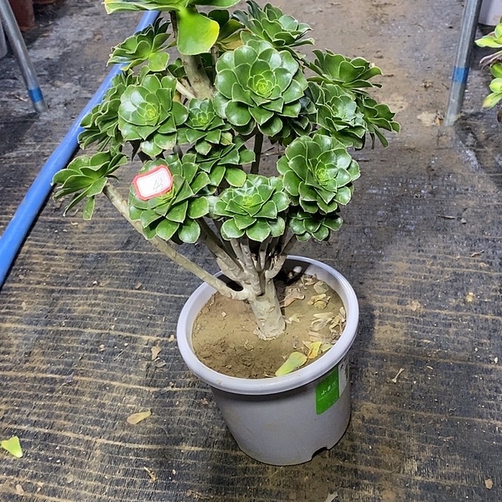 43，绿法师多肉法师多肉法师